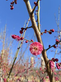 春暖红梅花开