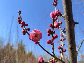 春暖红梅花开 