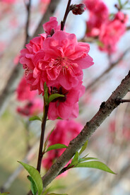 桃花开