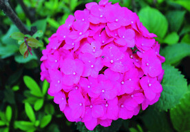 绣球花    