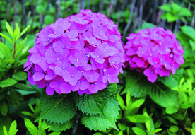 绣球花    