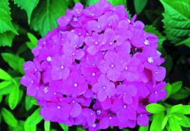 绣球花    