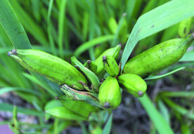 黄菖蒲