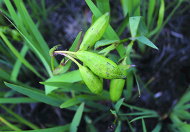 黄菖蒲  
