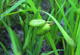 黄菖蒲  