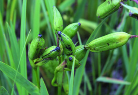黄菖蒲   