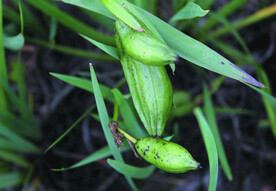 黄菖蒲