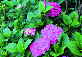 绣球花    