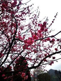 春天梅花桃花