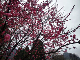 春季梅花桃花