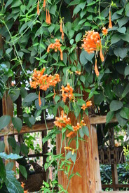 炮仗花 