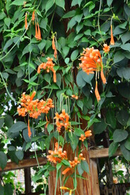 炮仗花  
