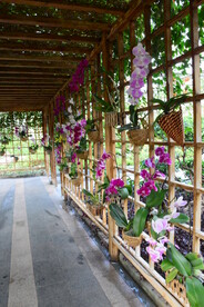 温室花草风景 