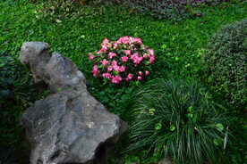 温室花草风景  