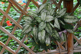 观叶花草  