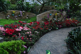 温室花草风景 