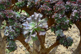 观叶花草  