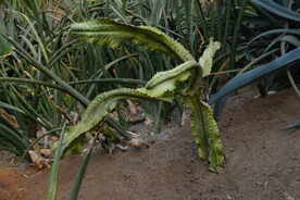 观叶花草