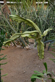 观叶花草  