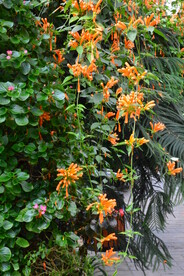 炮仗花  