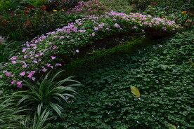 温室花草风景  