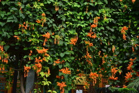 炮仗花 