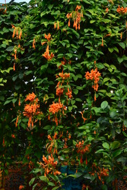 炮仗花 