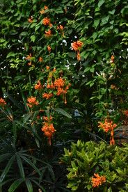 炮仗花  