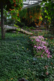 温室花草风景  