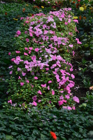 温室花草风景  