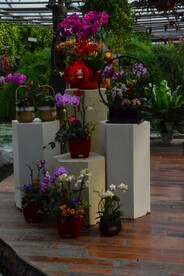 温室花草风景