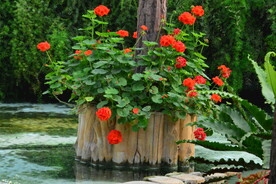 温室花草风景 