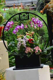 温室花草风景 