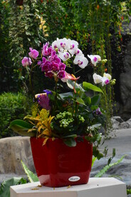 温室花草风景  