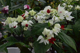 龙吐珠  
