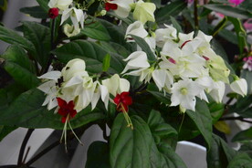 龙吐珠  