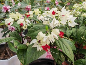 温室花草风景 