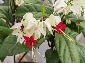 龙吐珠 