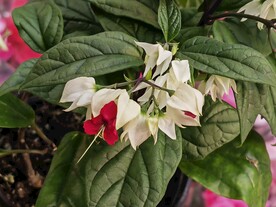 温室花草风景