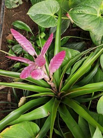  紫花凤梨  