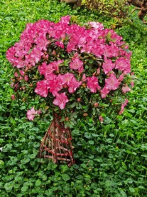 温室花草风景  