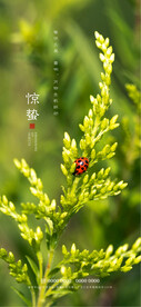 惊蛰
