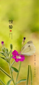 惊蛰