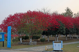 桃花树