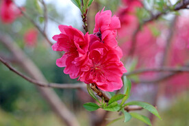 桃花