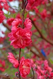 桃花开