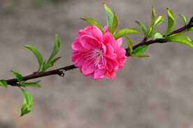 桃花