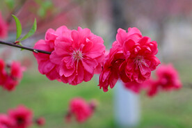 桃花