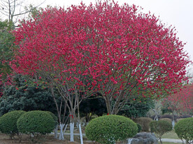 桃花树