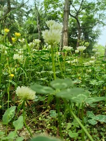 四叶草花 